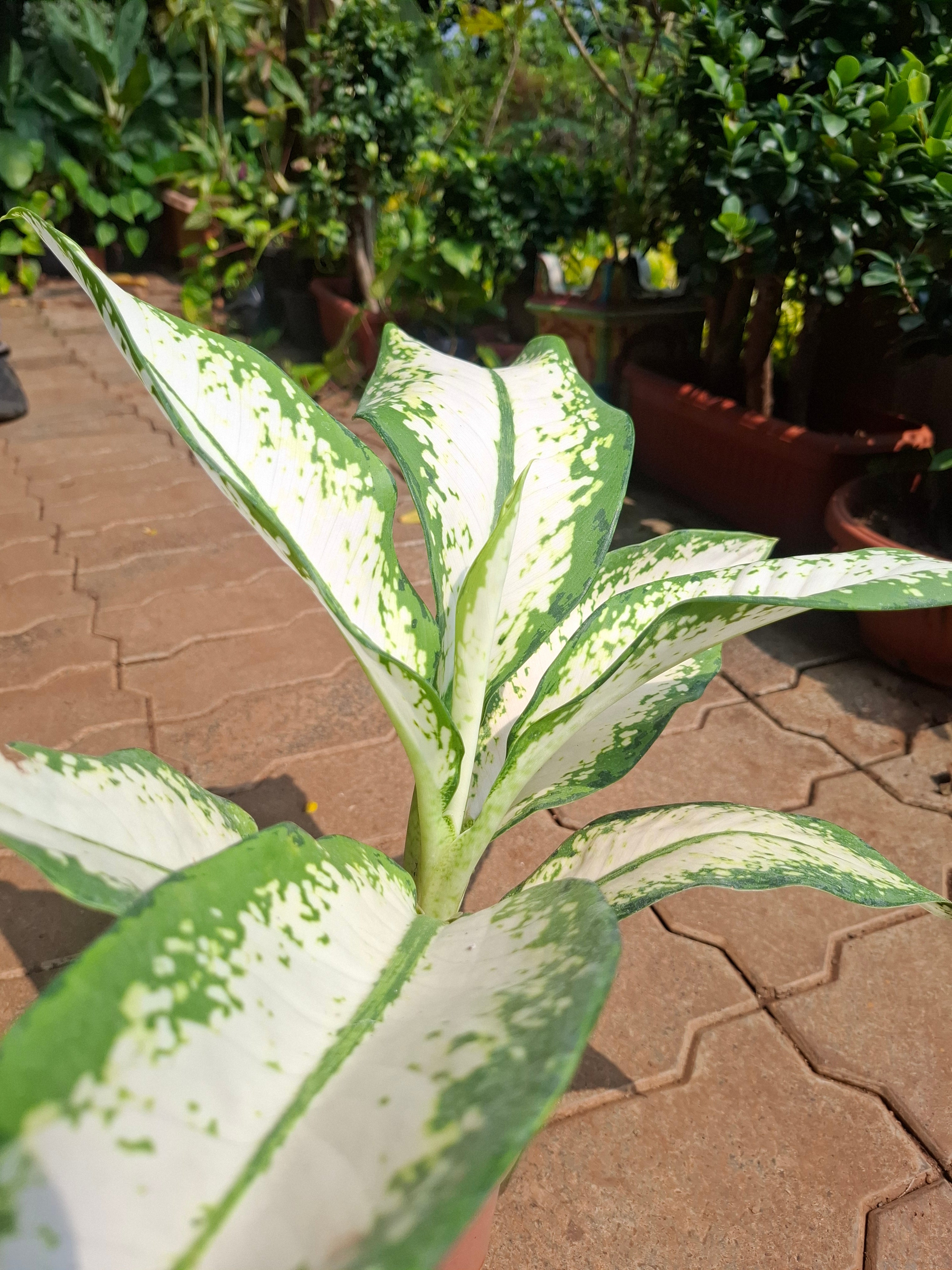 Aglaonema (Chinese Evergreen) – Variegated Hybrid