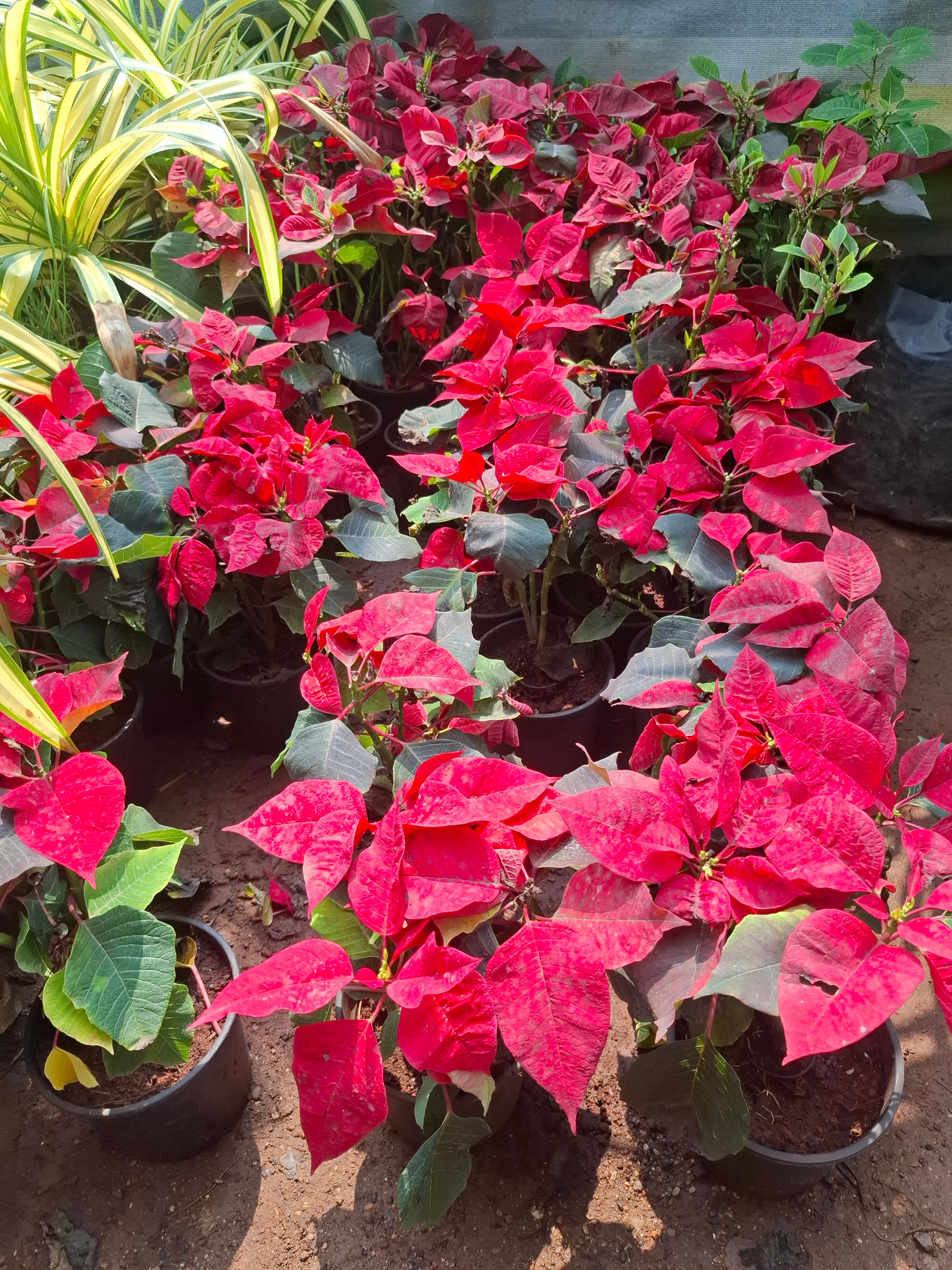 Poinsettia, Christmas Flower