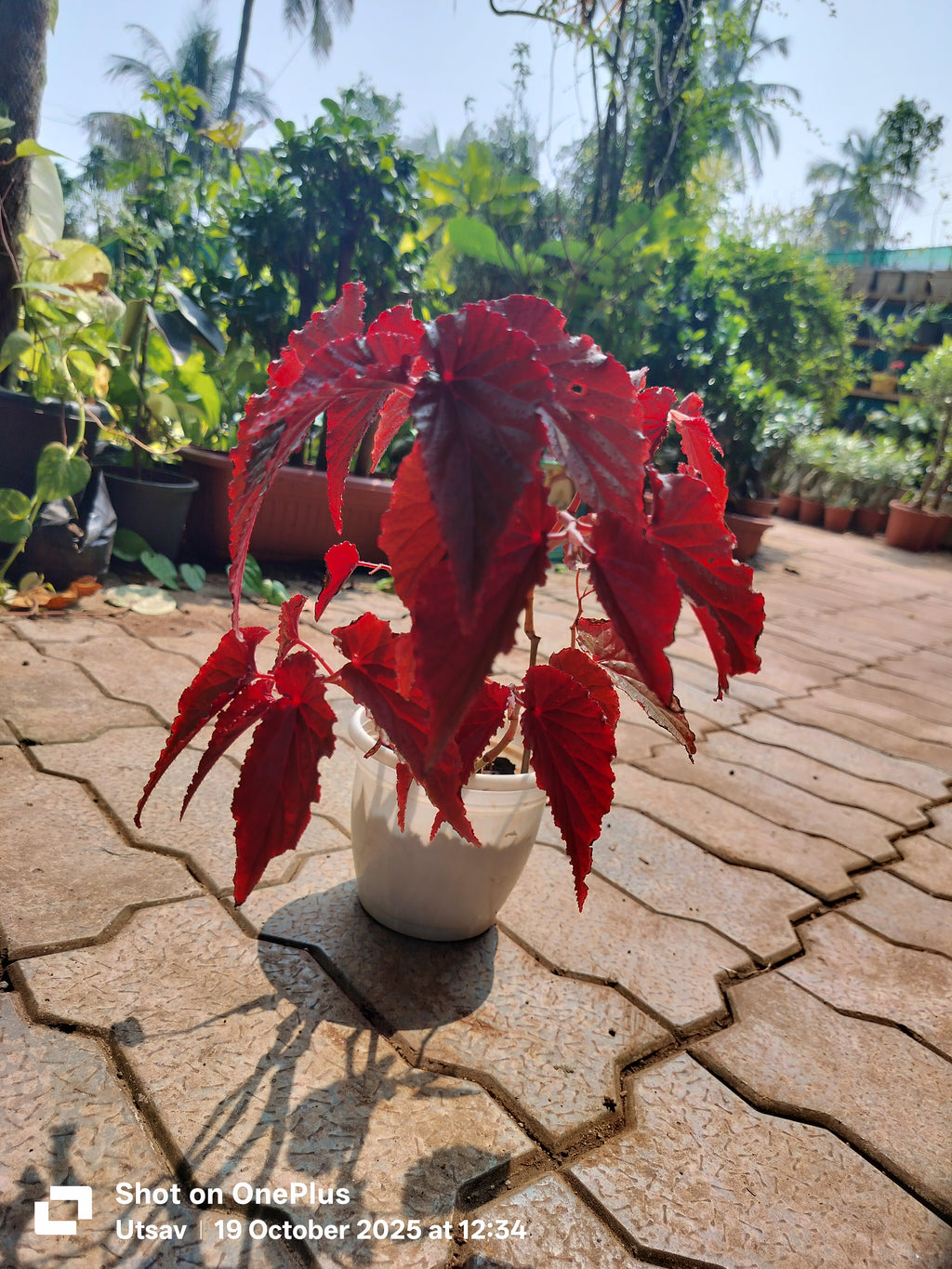 Rex Begonia, Red leaves