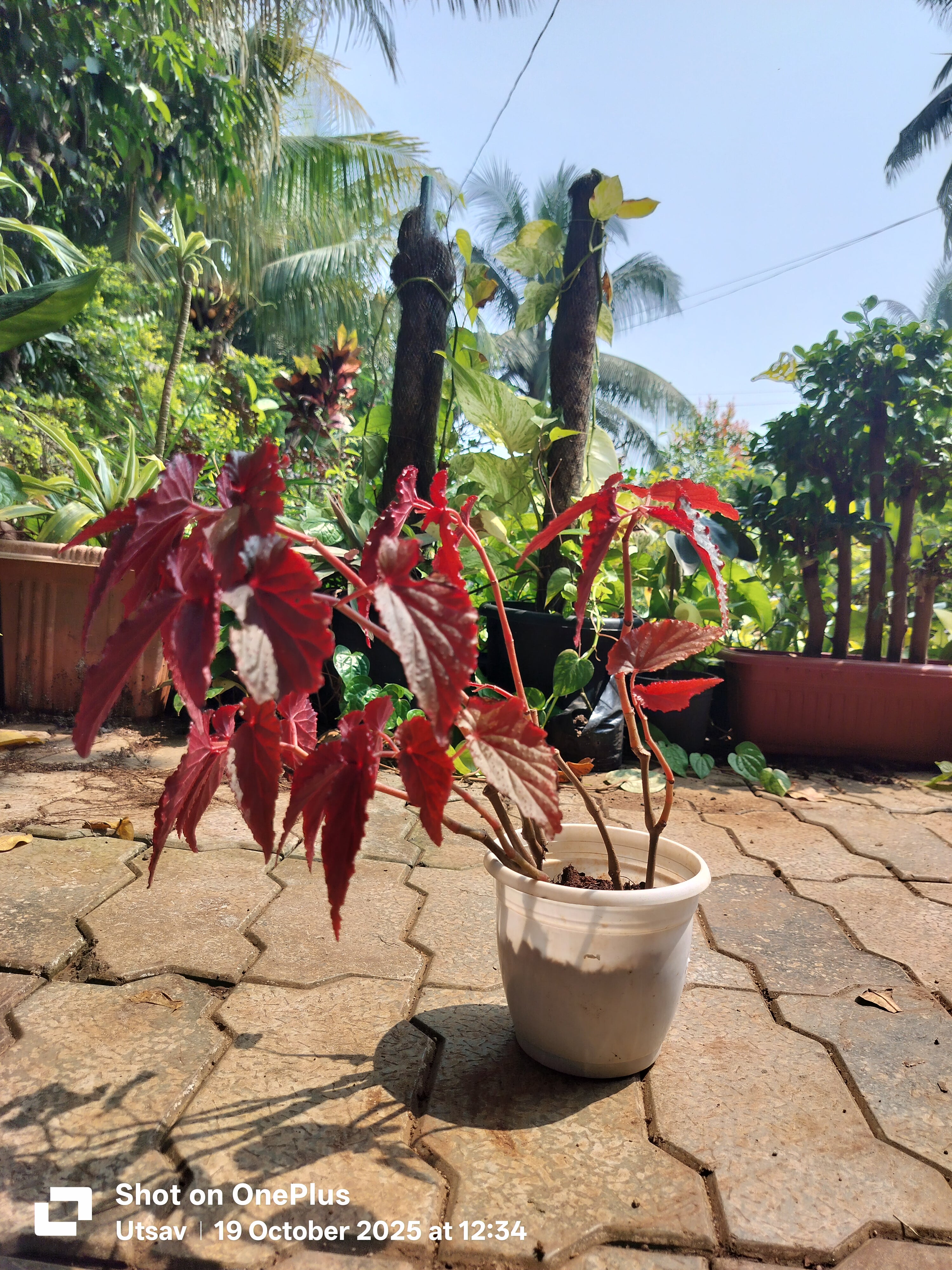 Rex Begonia, Red leaves