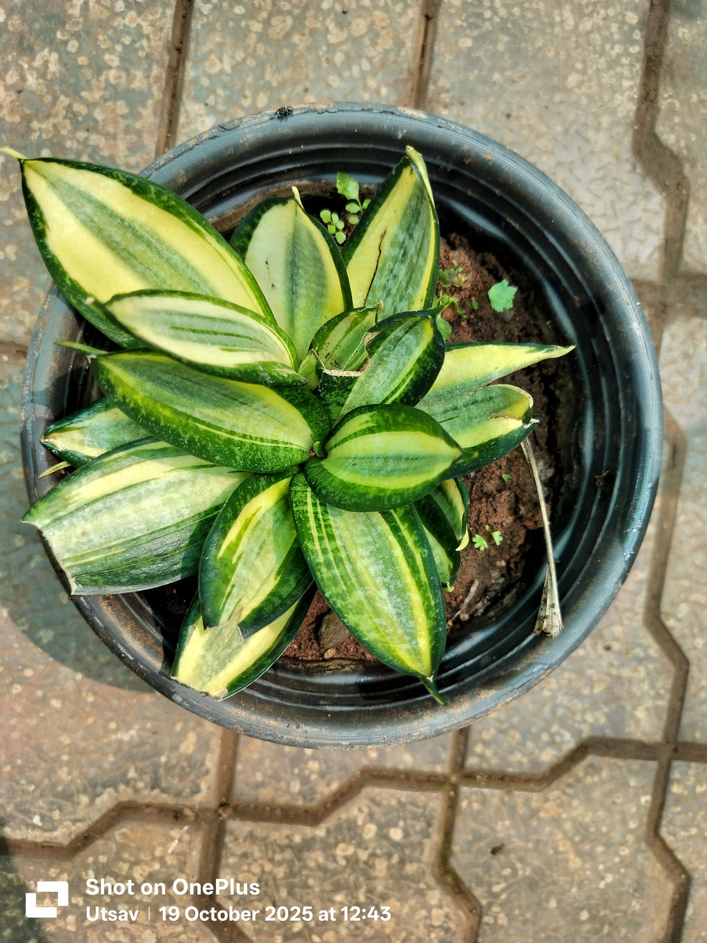 Golden Hahnii Snake Plant or Dwarf Mother-in-law’s Tongue