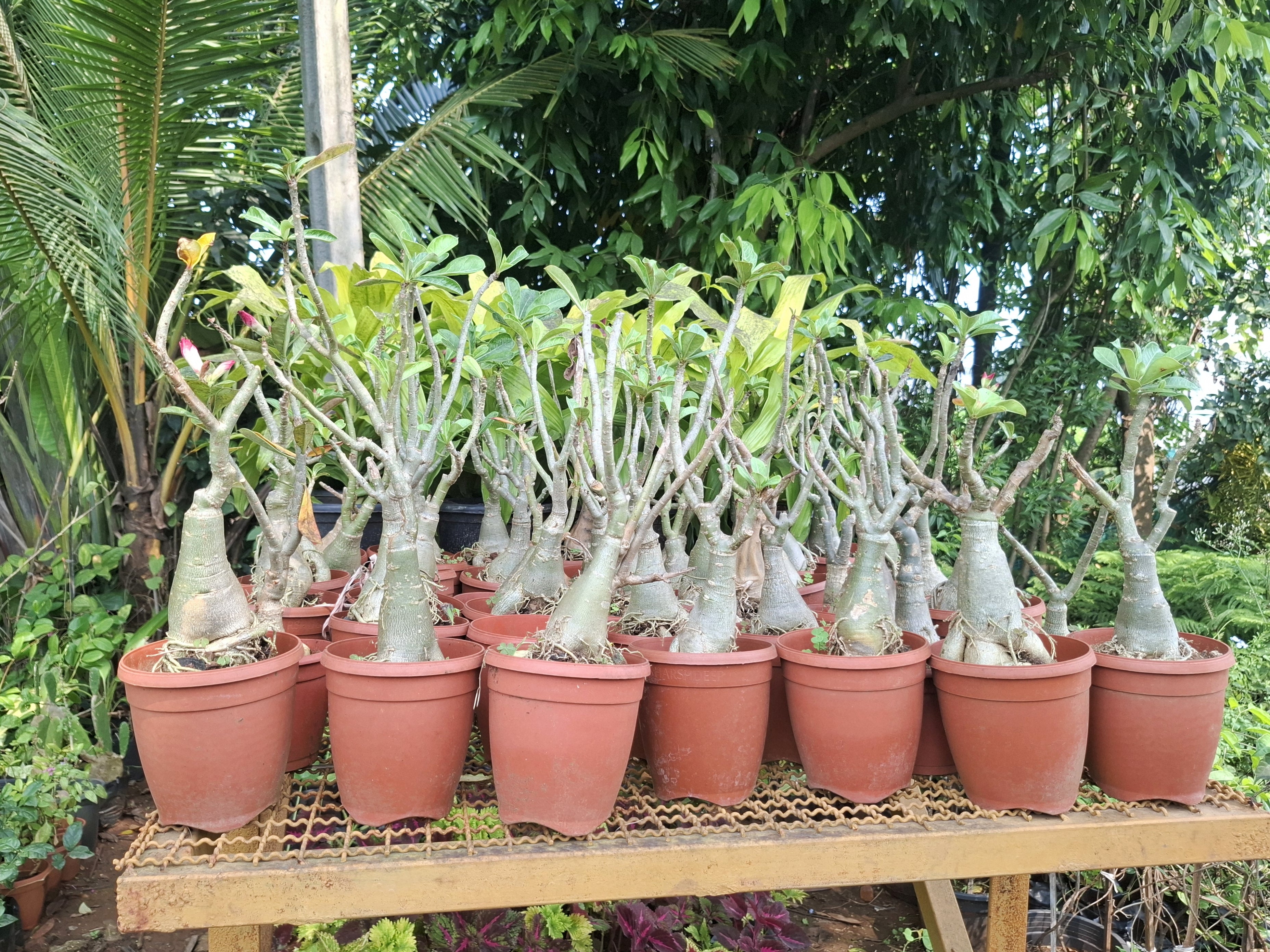 Adenium obesum (Desert Rose)