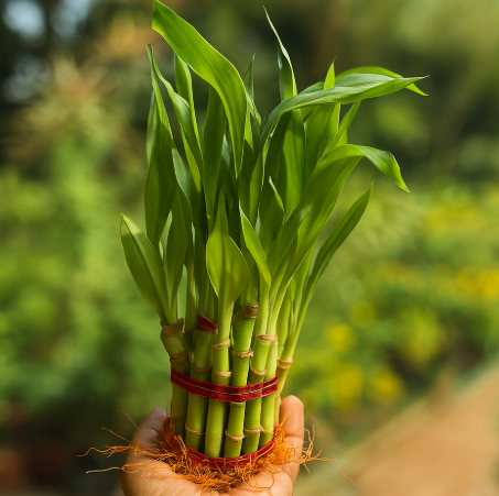 2 layer Lucky Bamboo (Dracaena sanderiana)