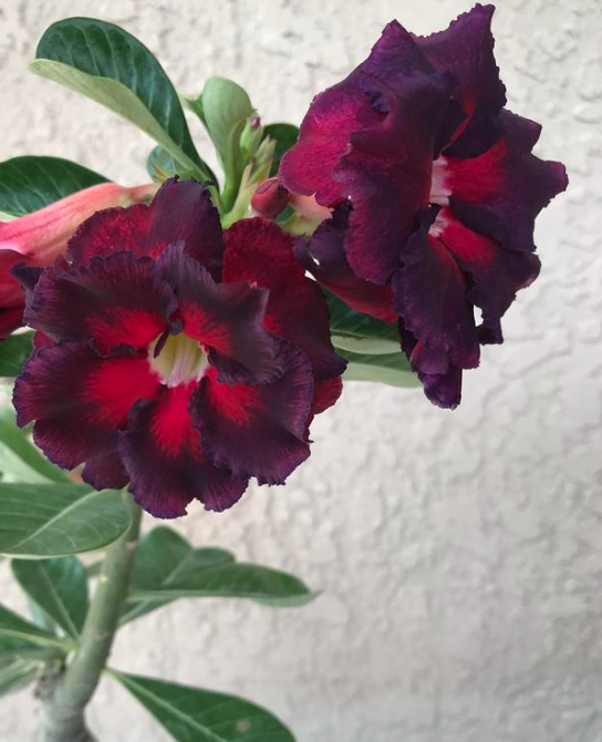 Adenium obesum (Desert Rose)