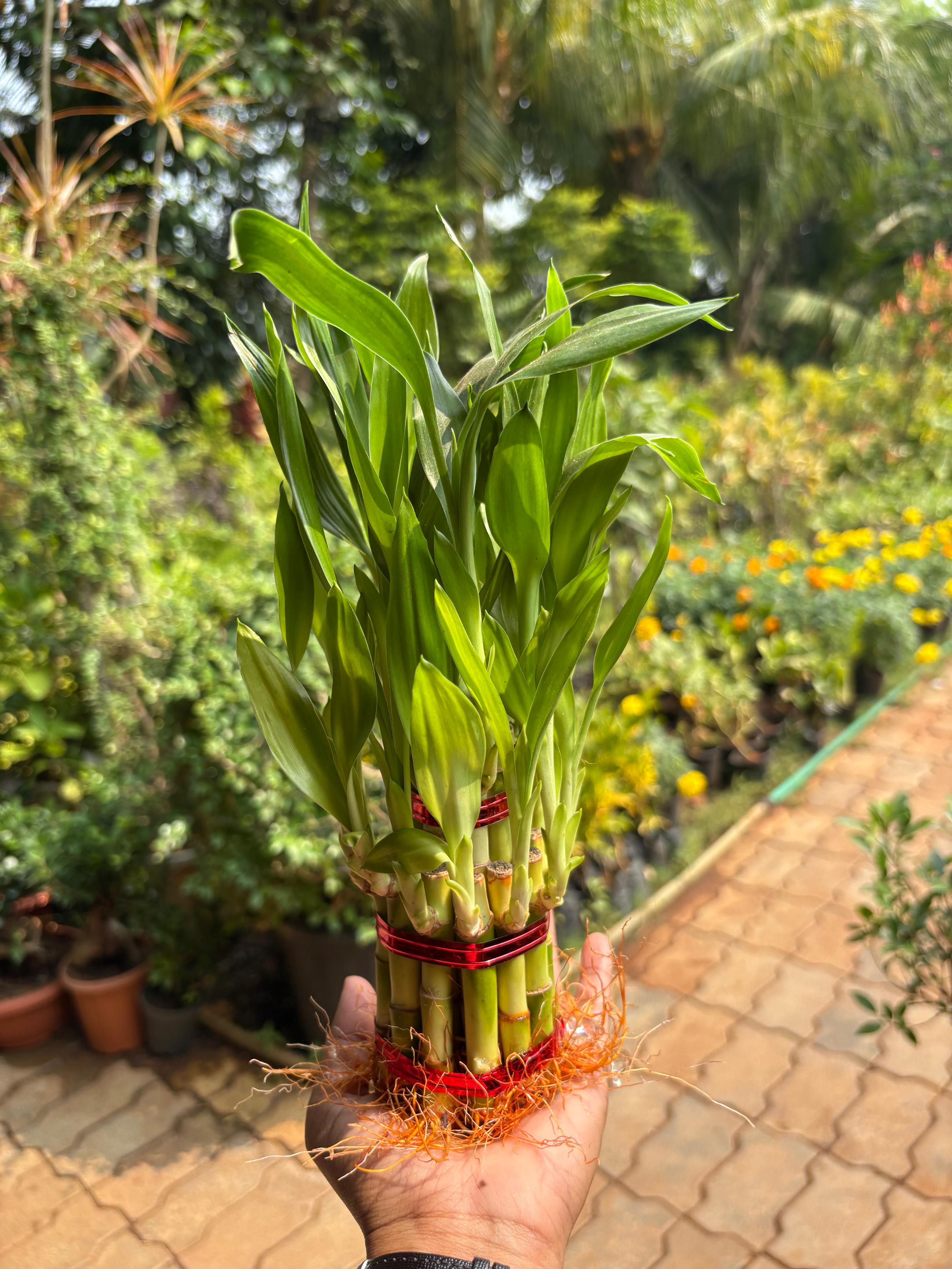 3 layer Lucky Bamboo (Dracaena sanderiana)