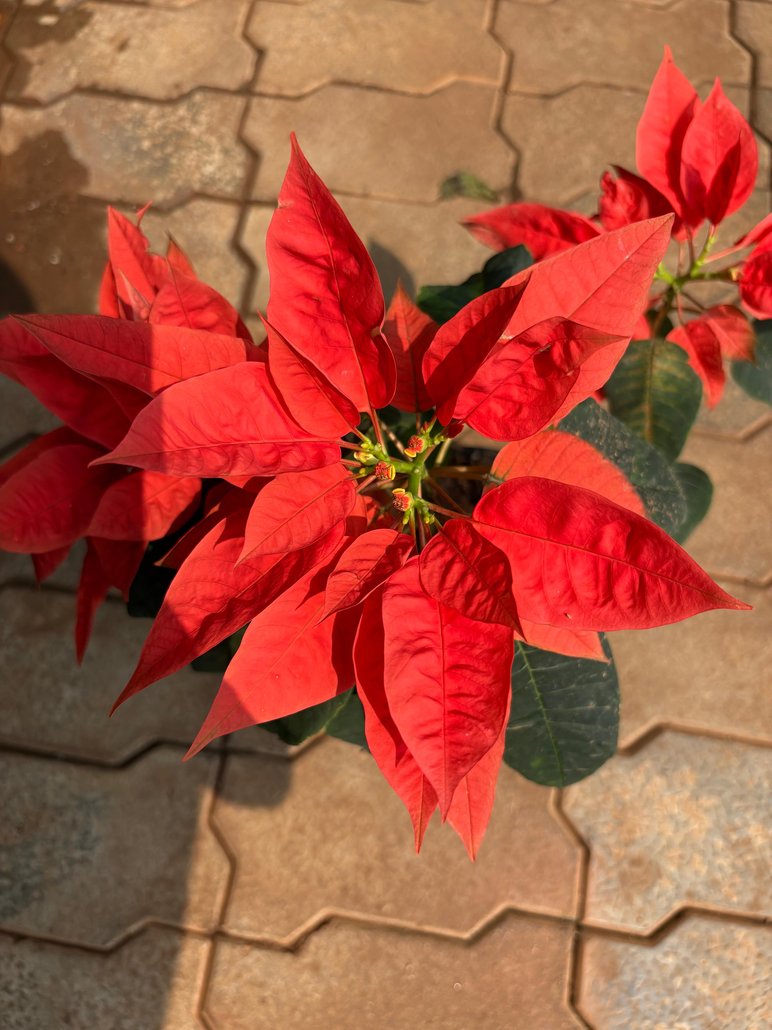 Poinsettia, Christmas Flower