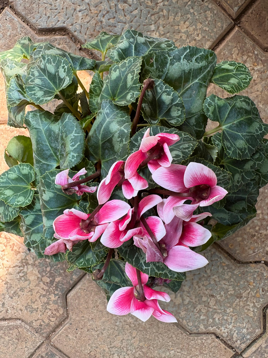Persian Cyclamen / Indoor Cyclamen