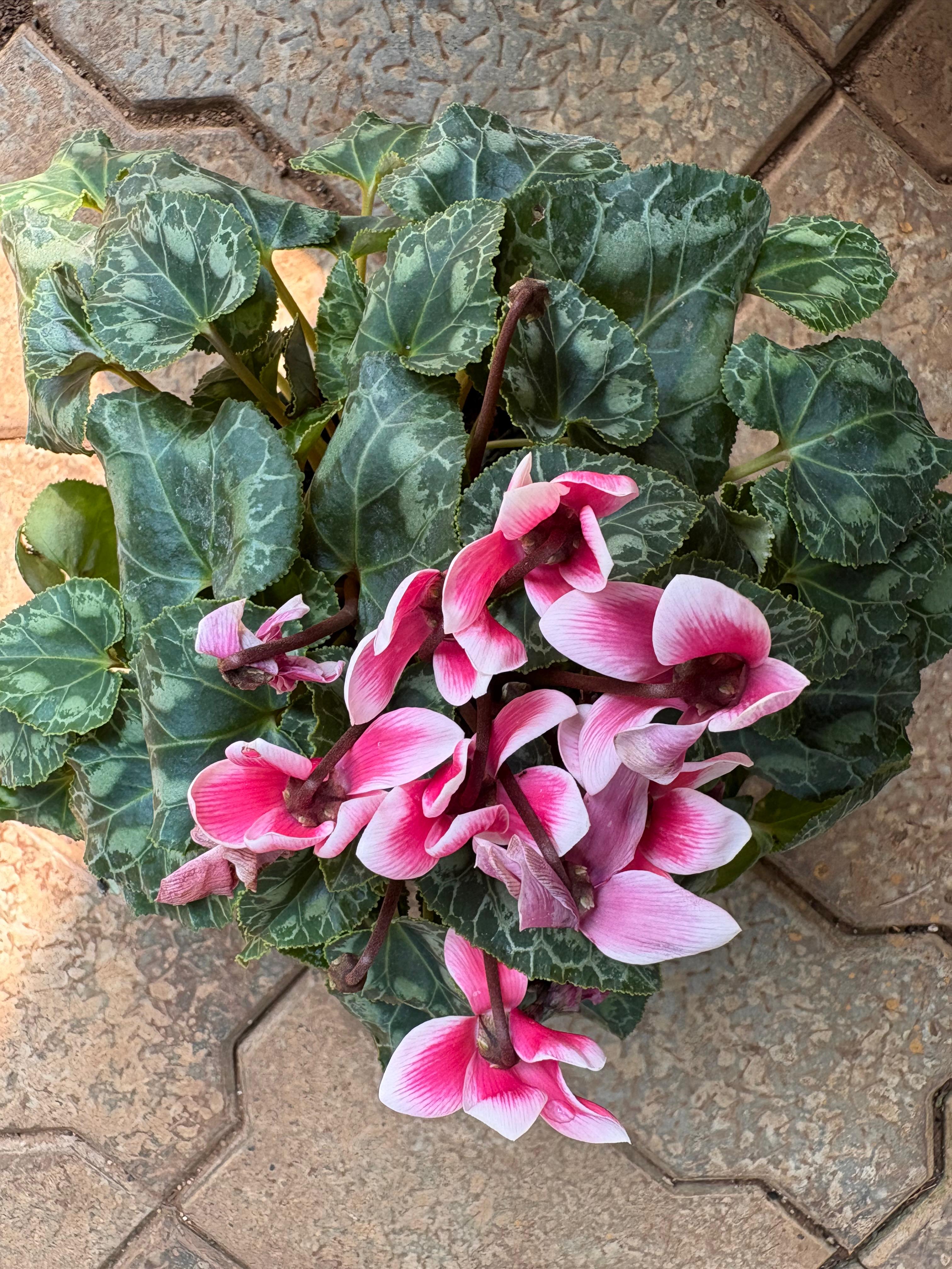 Persian Cyclamen / Indoor Cyclamen