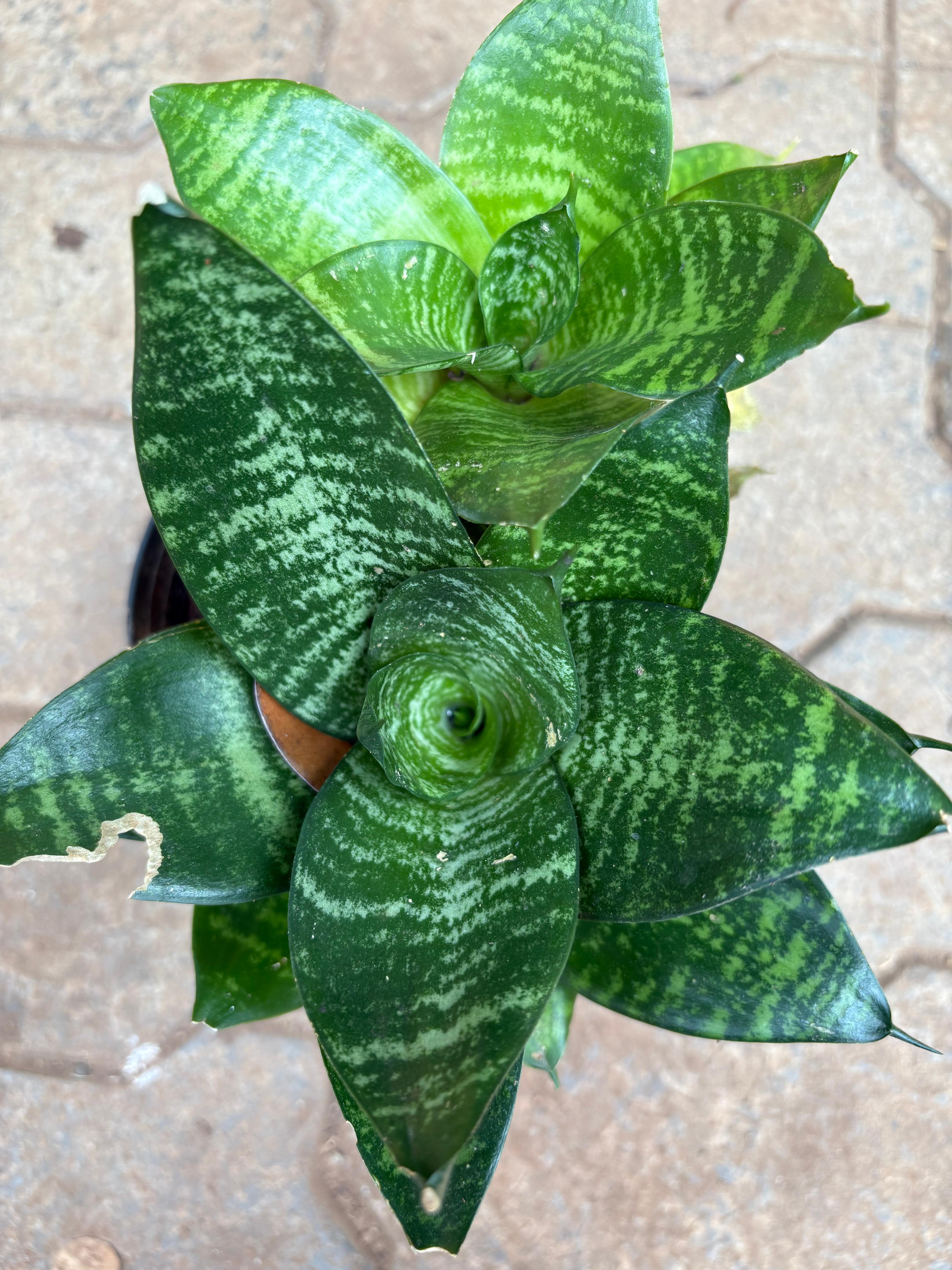 Sansevieria trifasciata ‘Hahnii’(snake plant)
