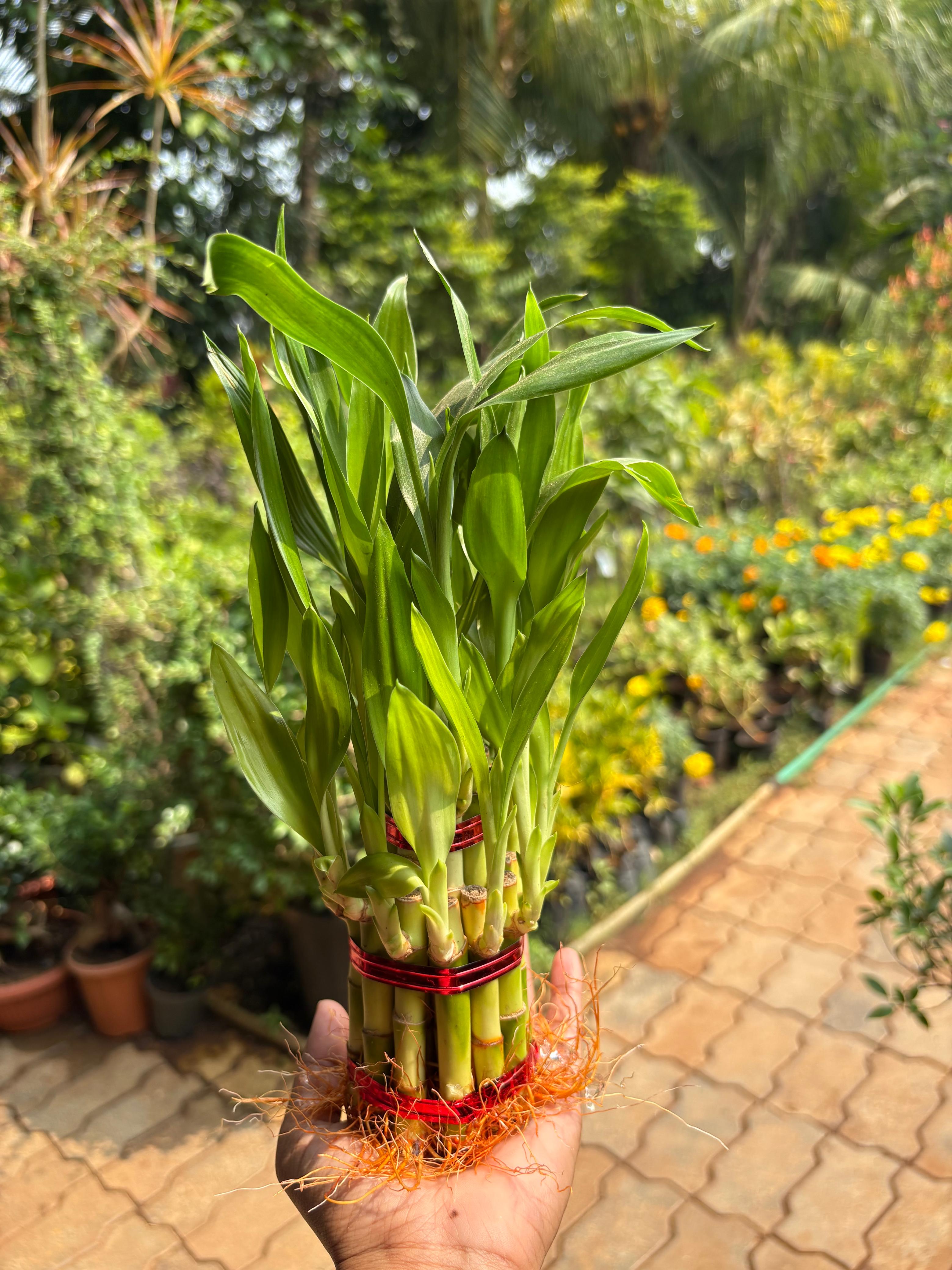 2 layer Lucky Bamboo (Dracaena sanderiana)