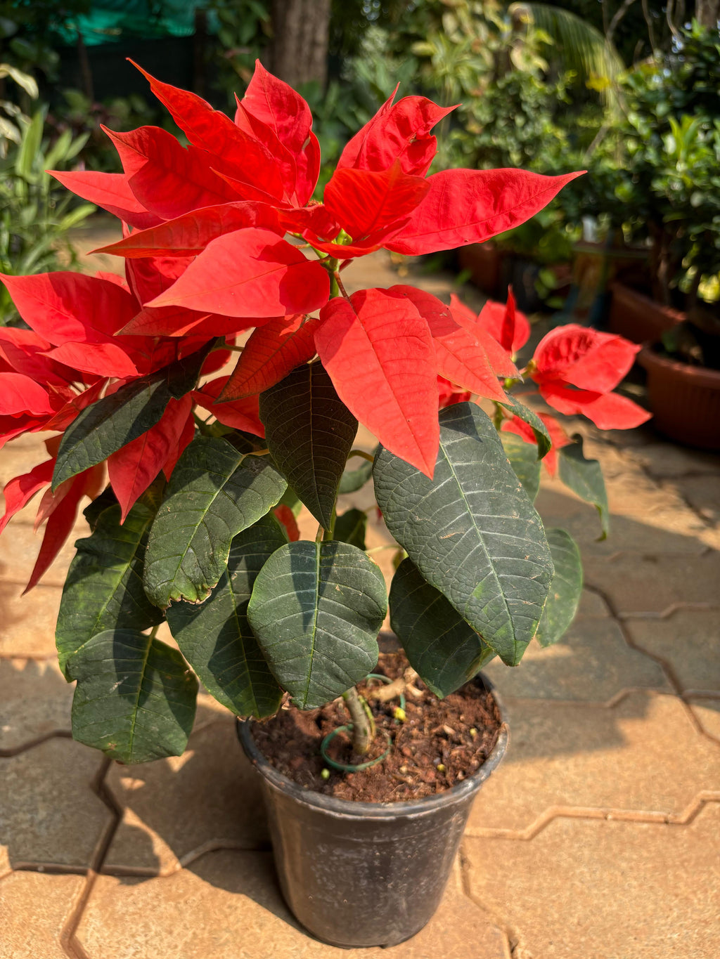Poinsettia, Christmas Flower