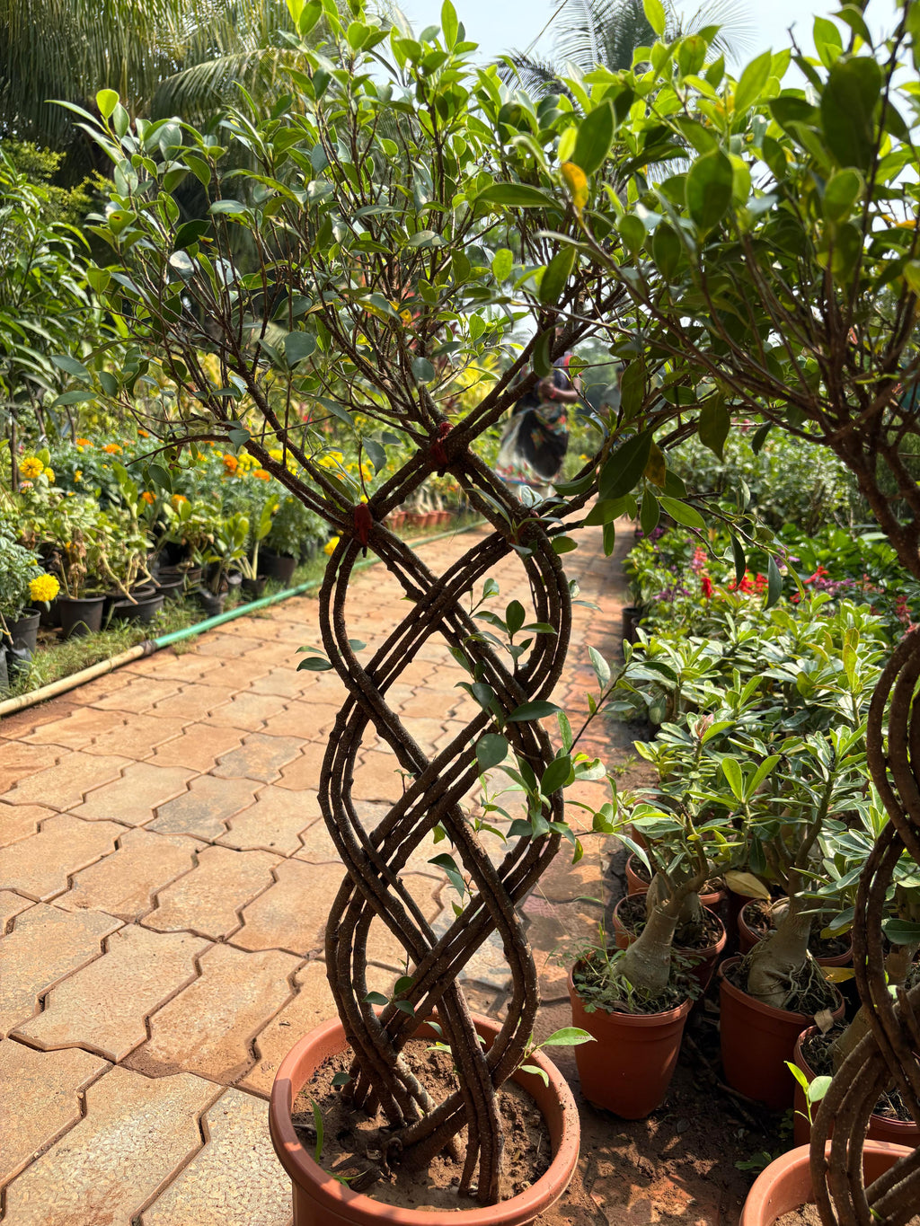 Ficus benjamina,Braided Ficus, Weeping Fig