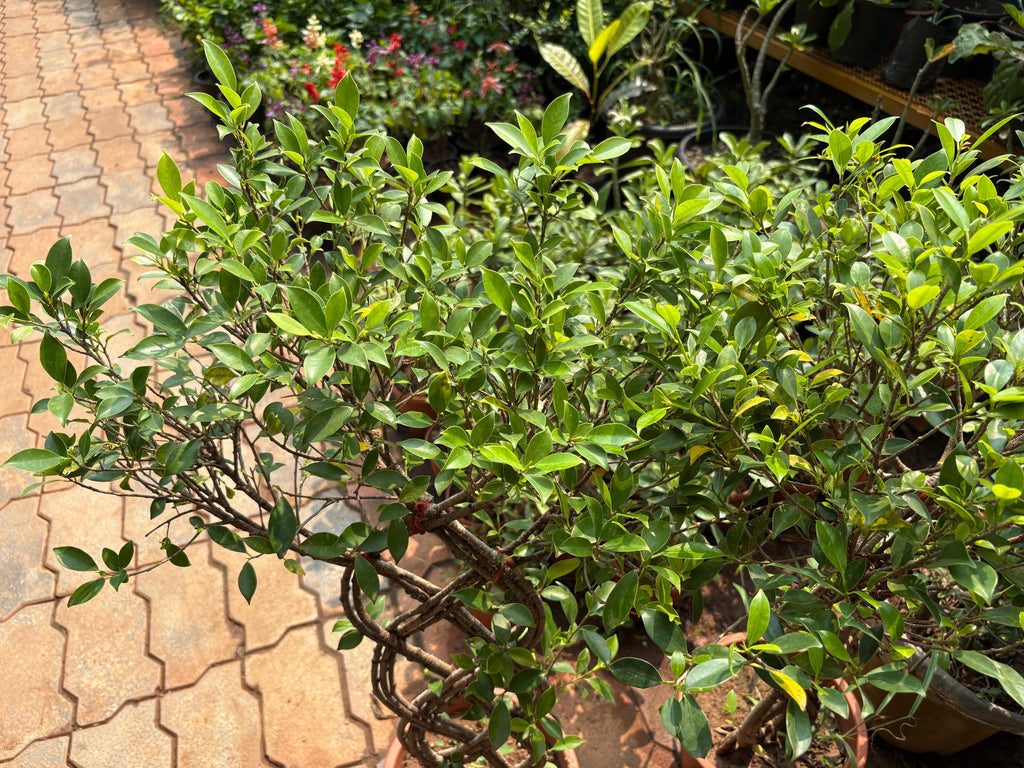 Ficus benjamina,Braided Ficus, Weeping Fig