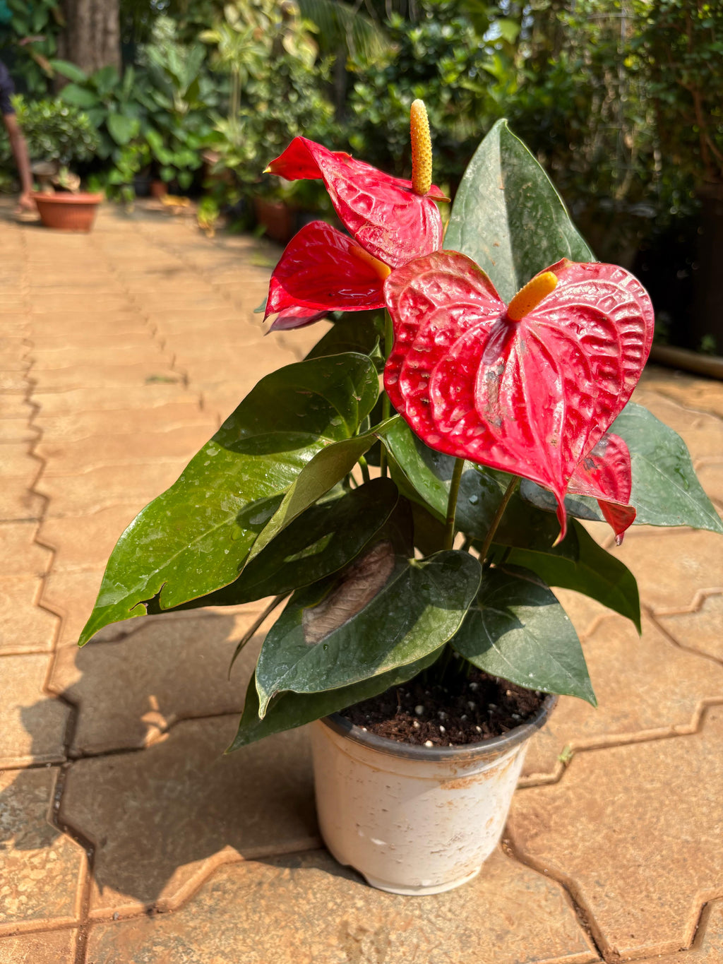Anthurium andraeanum