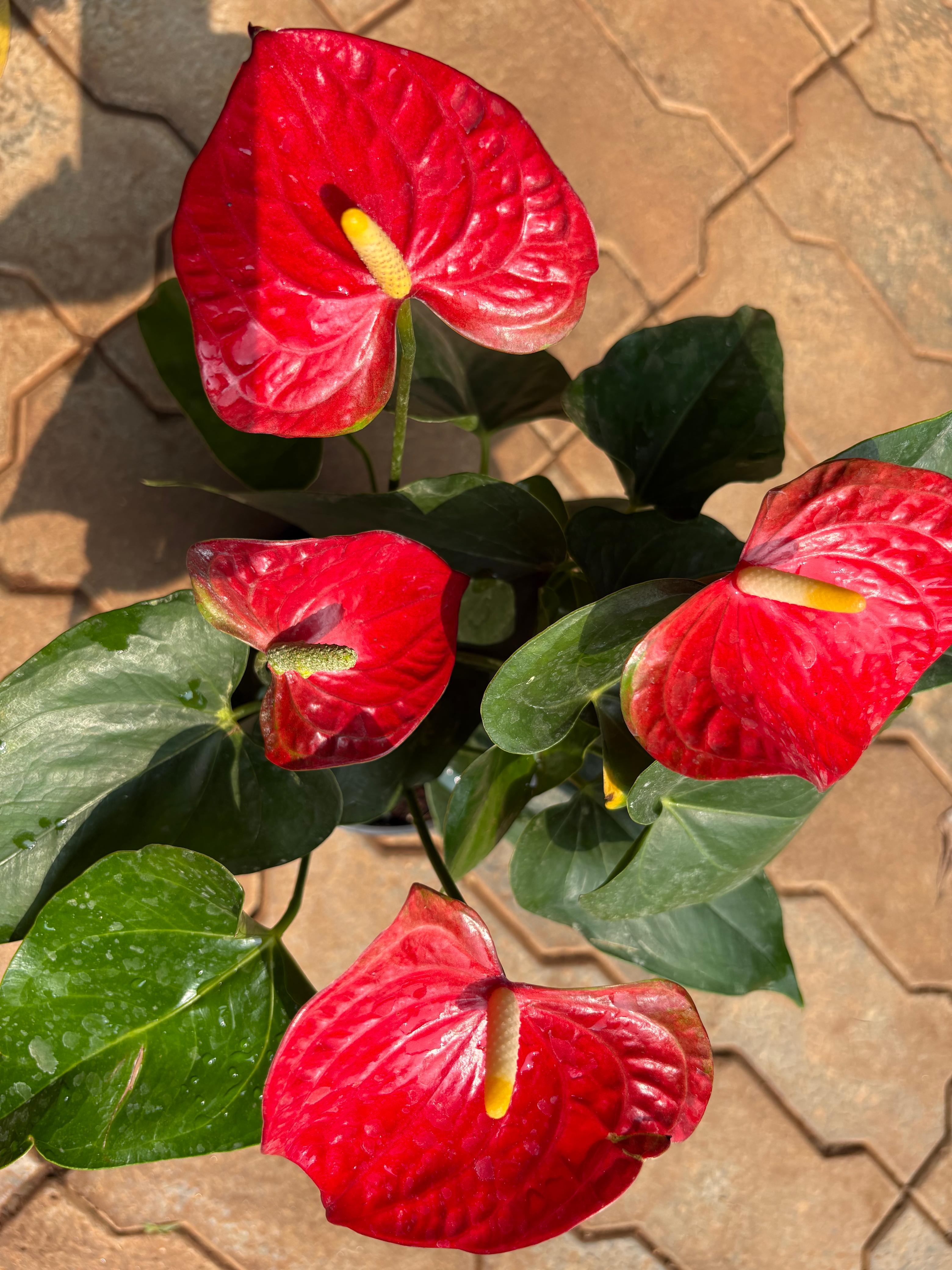 Anthurium andraeanum