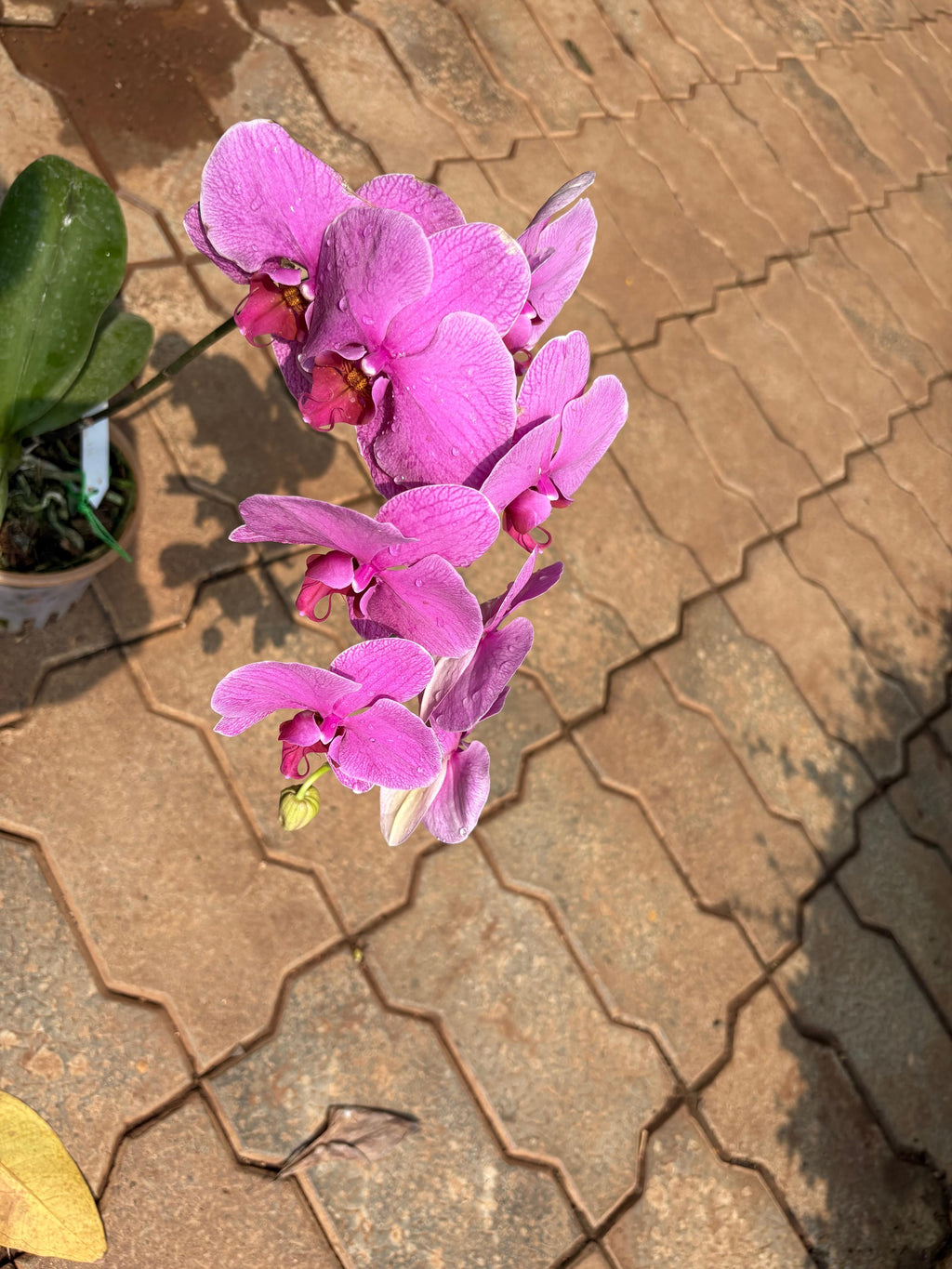Moth Orchid