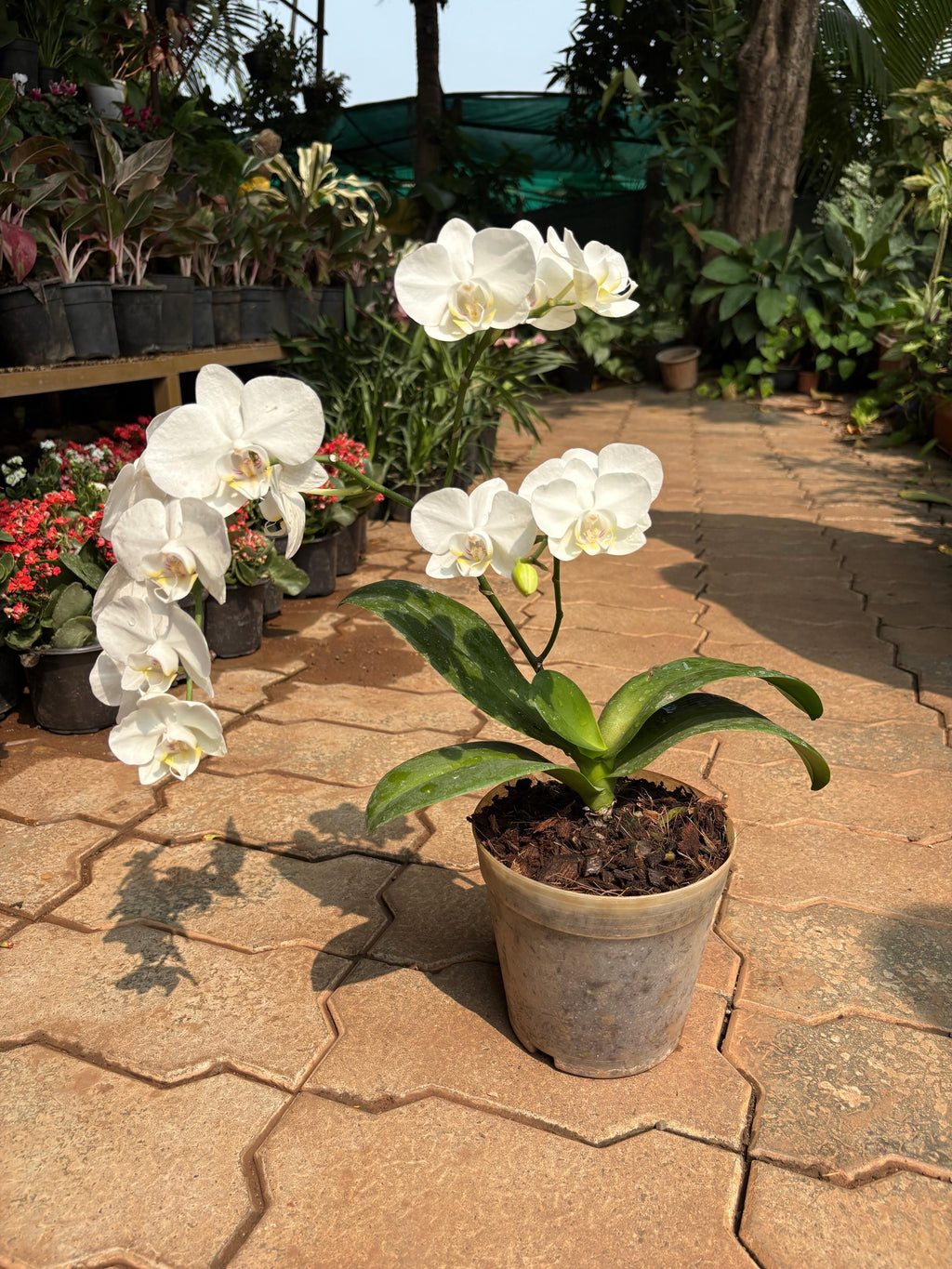 Moth Orchid
