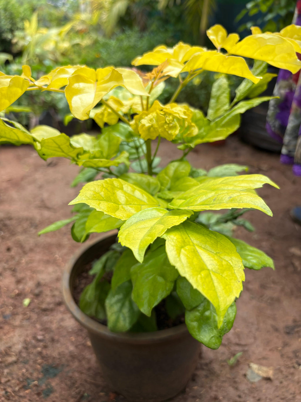 China Doll, Emerald Tree