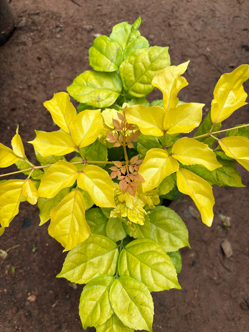 China Doll, Emerald Tree