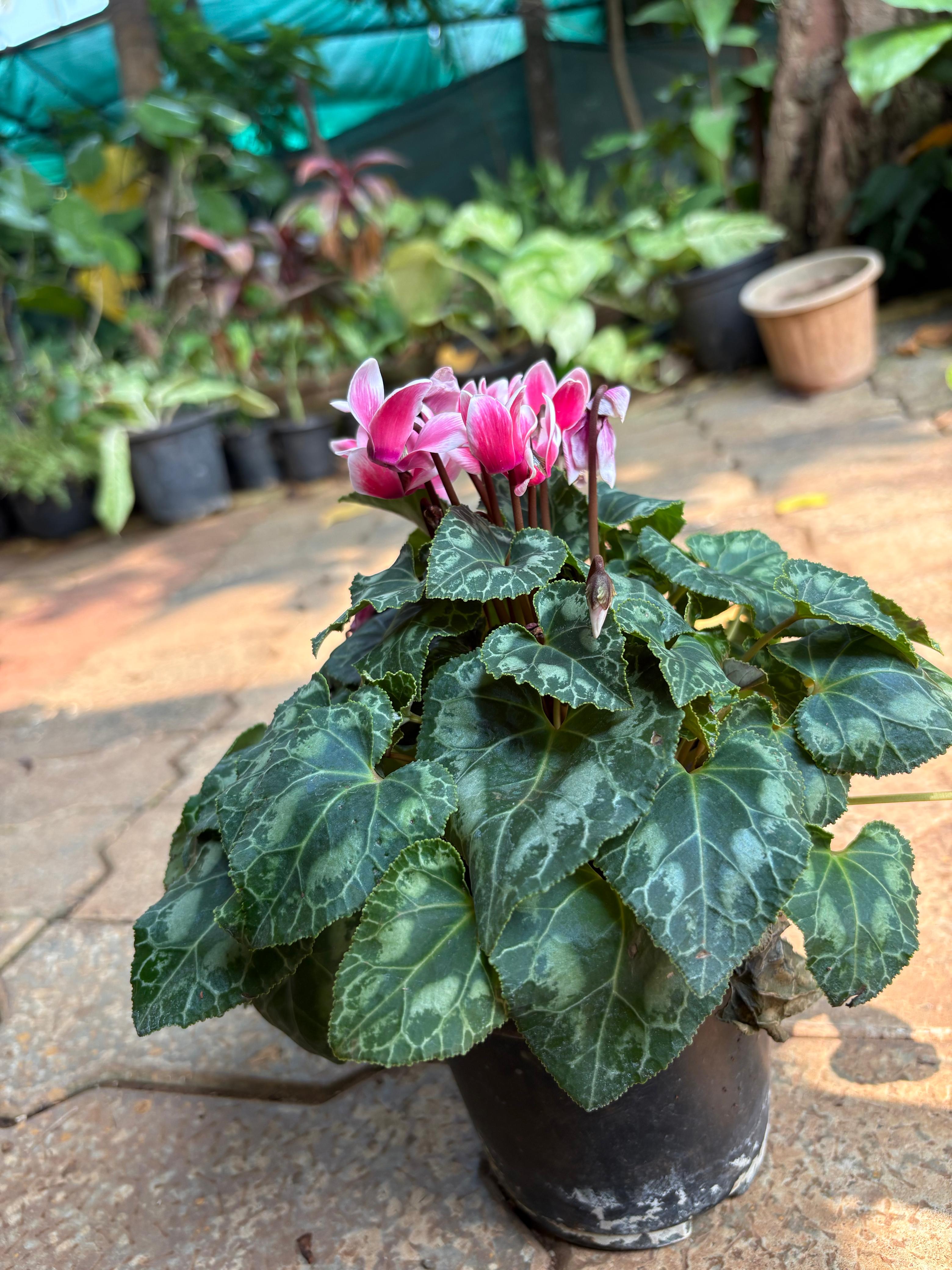 Persian Cyclamen / Indoor Cyclamen