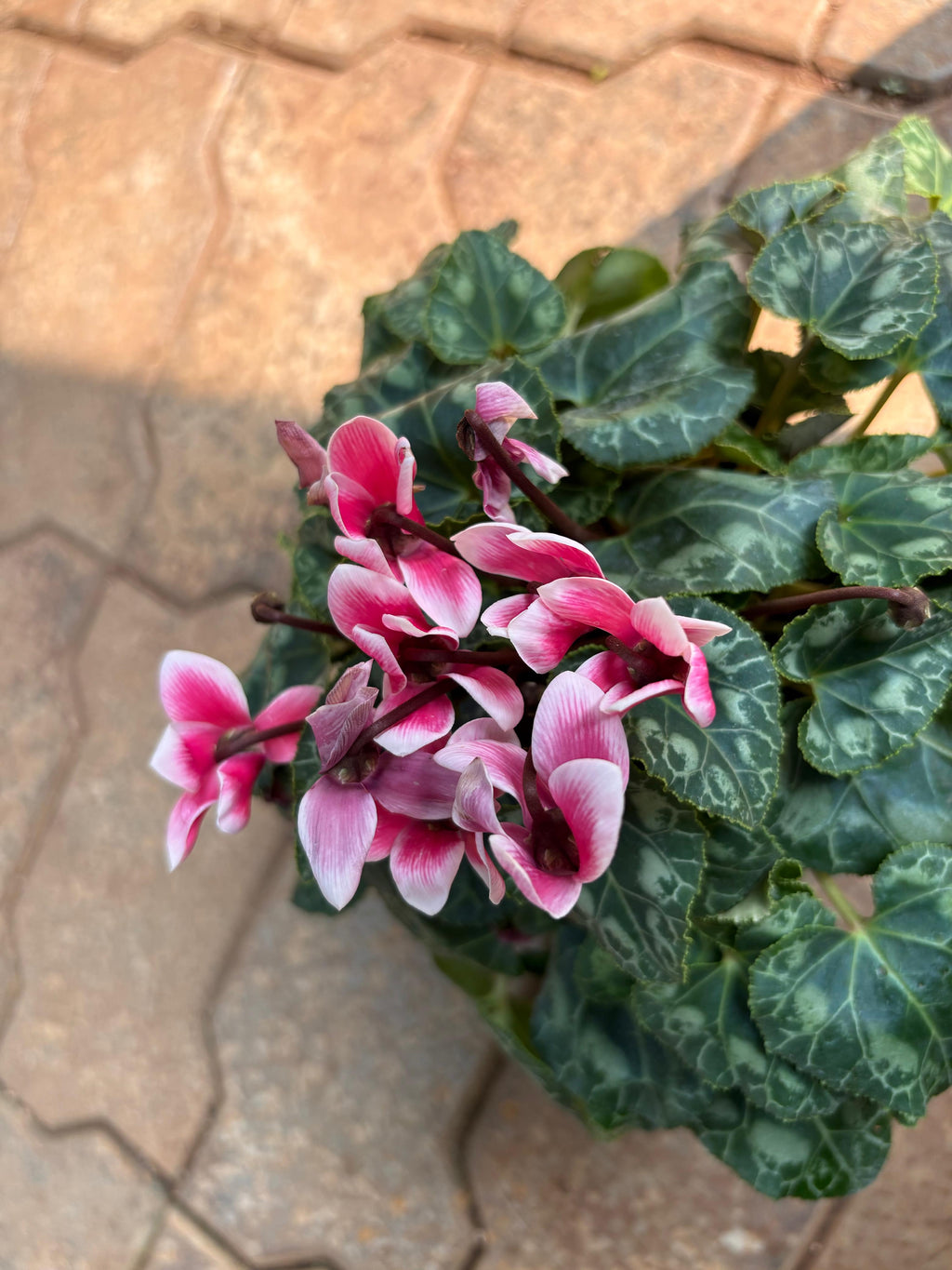 Persian Cyclamen / Indoor Cyclamen