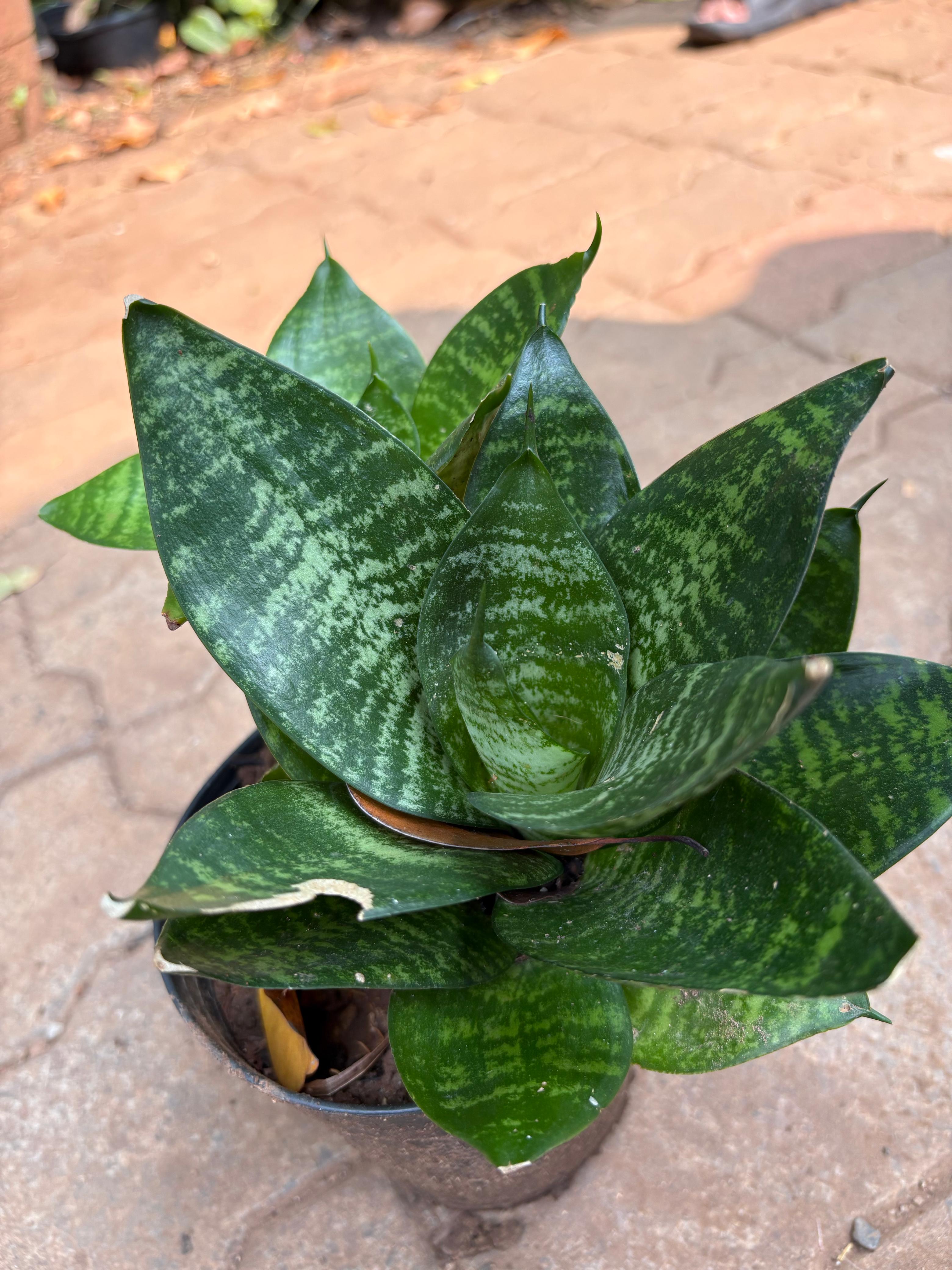 Sansevieria trifasciata ‘Hahnii’(snake plant)