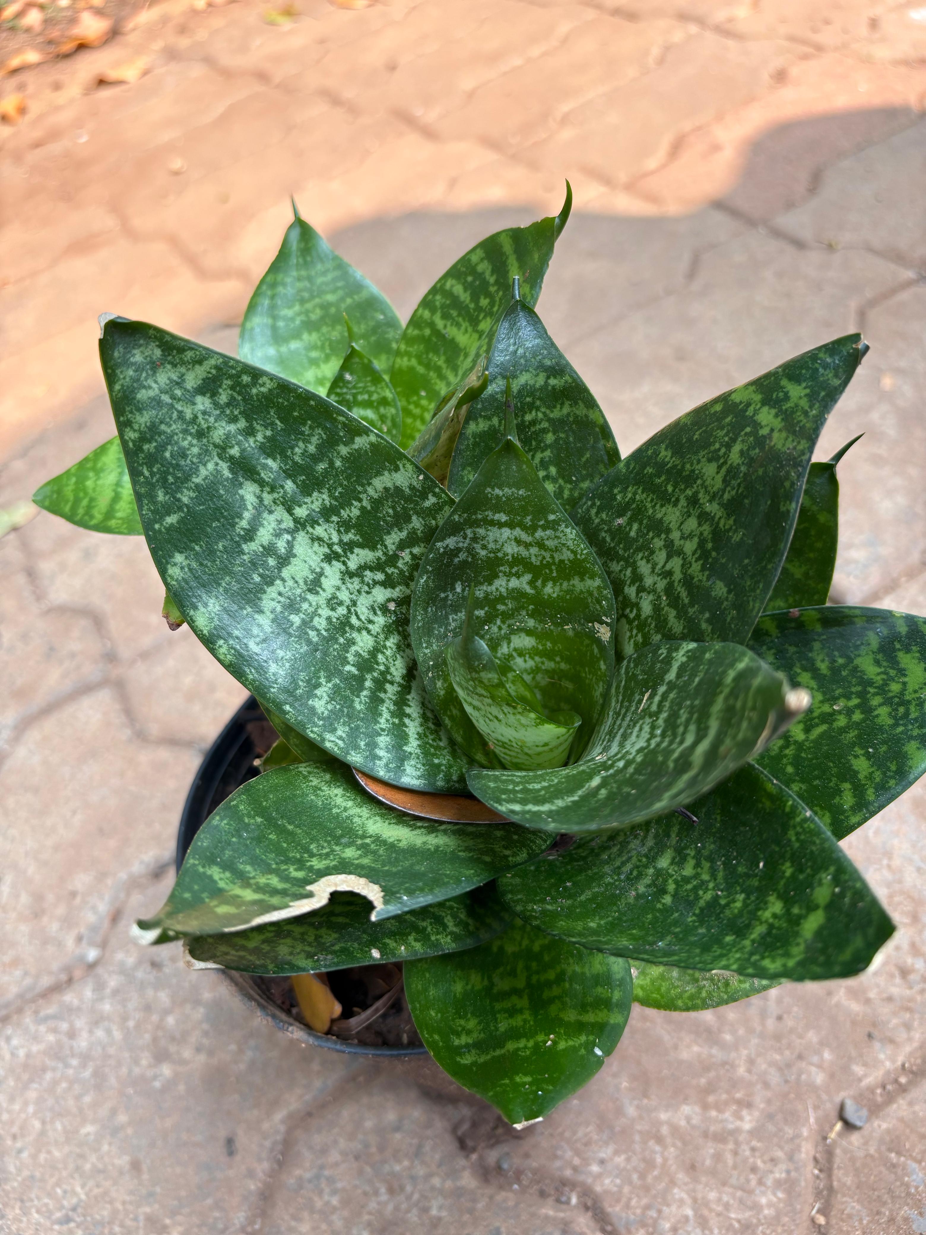 Sansevieria trifasciata ‘Hahnii’(snake plant)