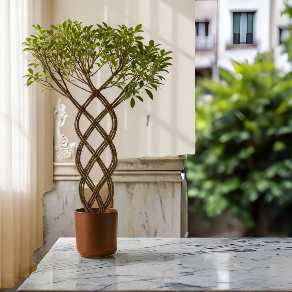 Ficus benjamina,Braided Ficus, Weeping Fig