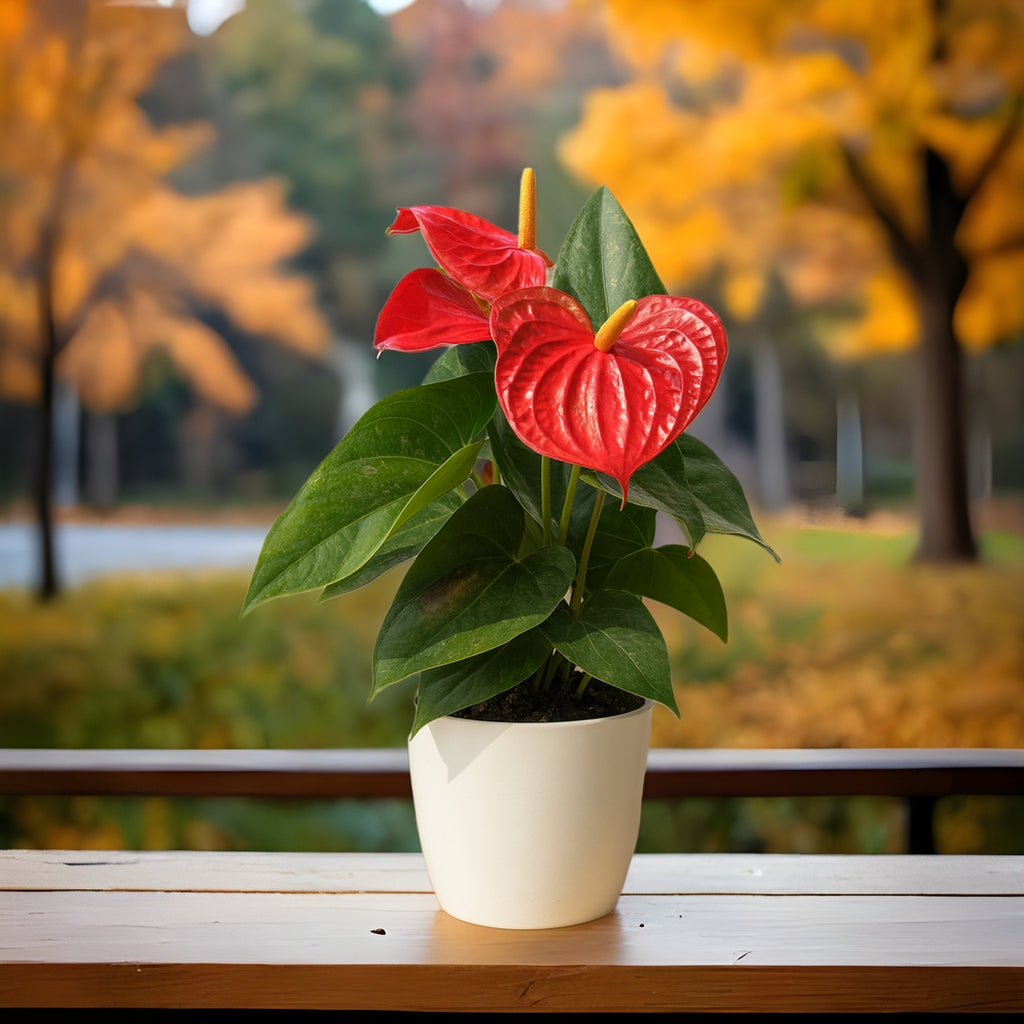 Anthurium andraeanum