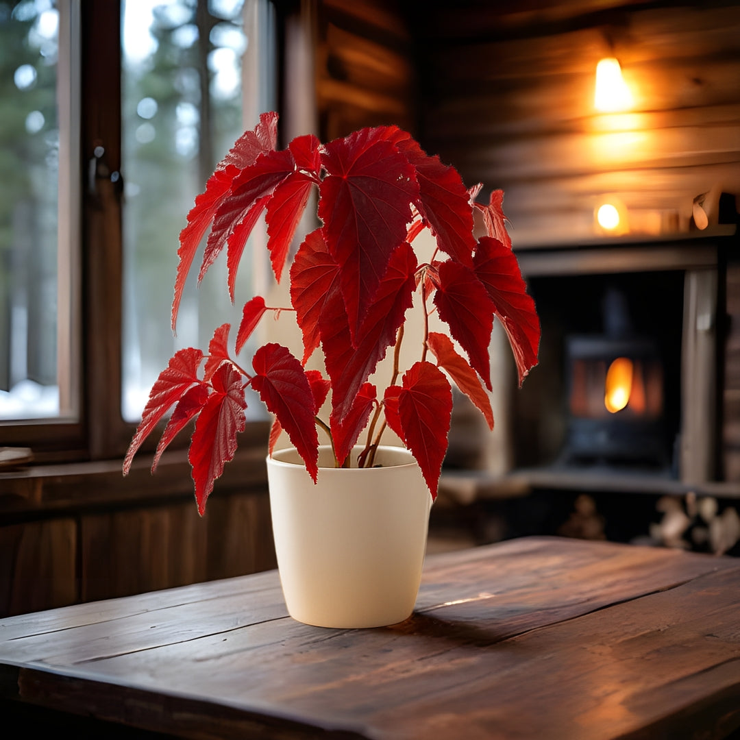Rex Begonia, Red leaves