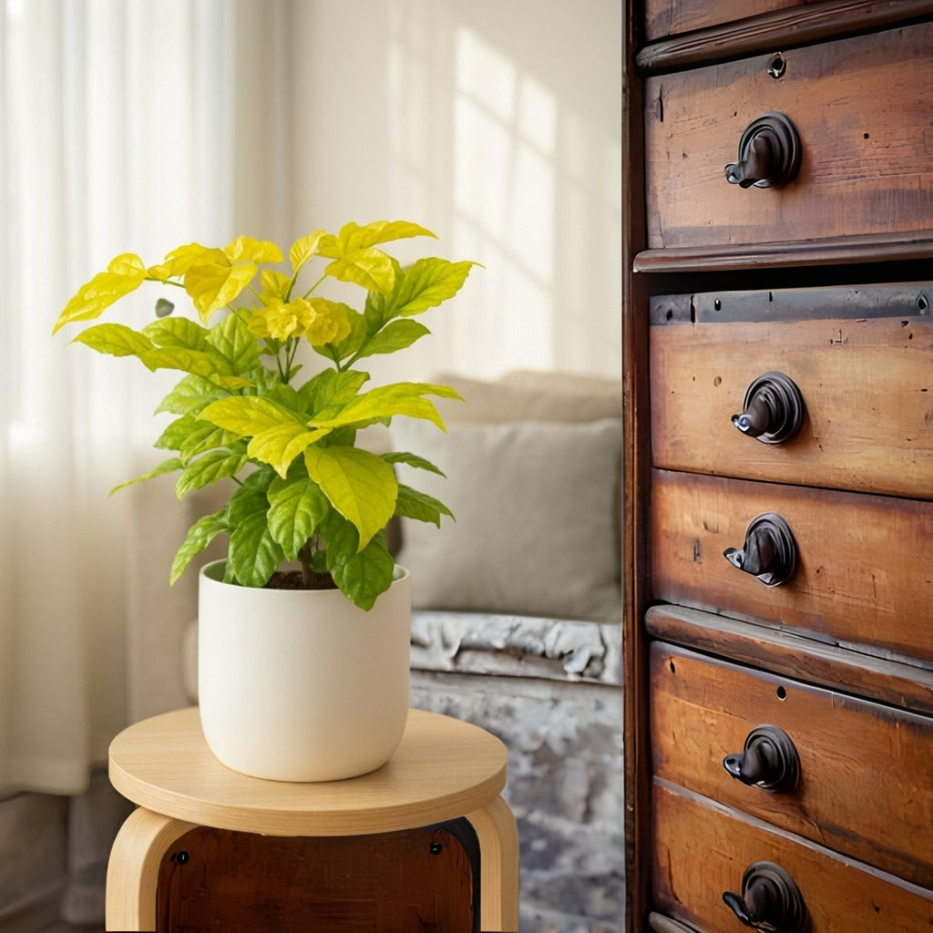 China Doll, Emerald Tree