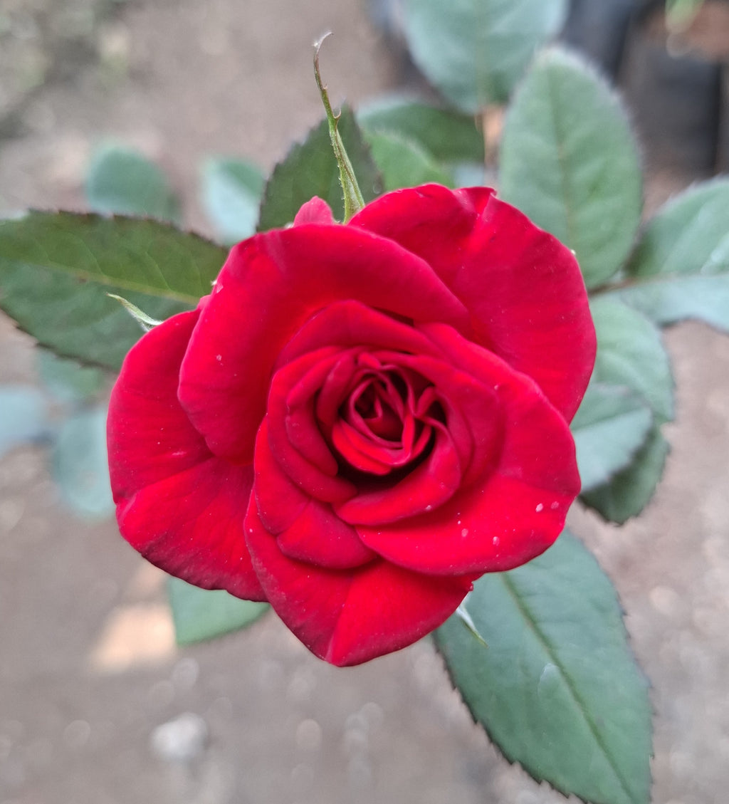 (3 piece) Red Rose, Peach/Coral Rose, and Pink Rose