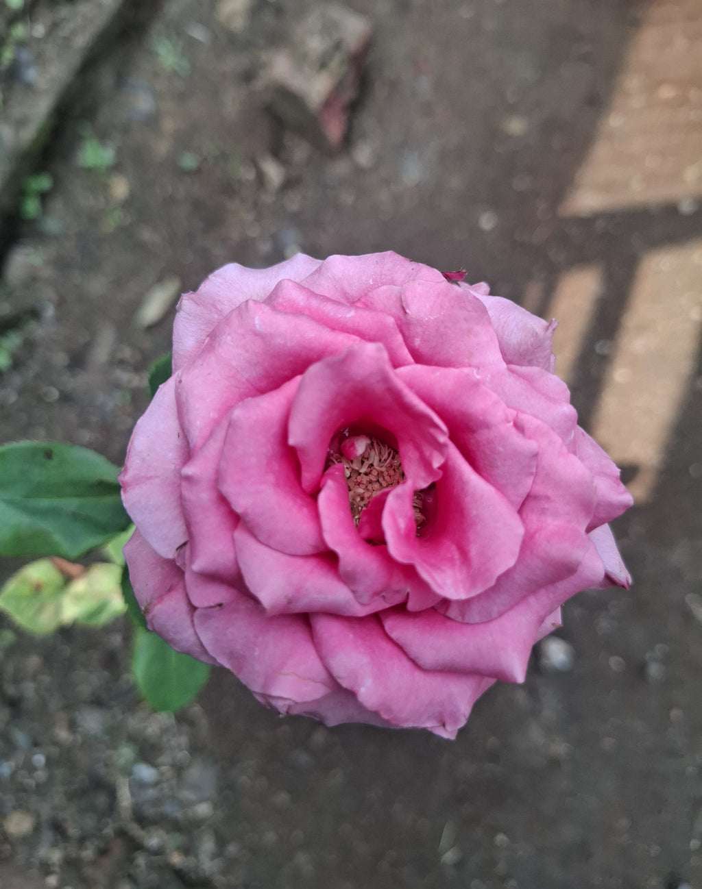 (3 piece) Red Rose, Peach/Coral Rose, and Pink Rose