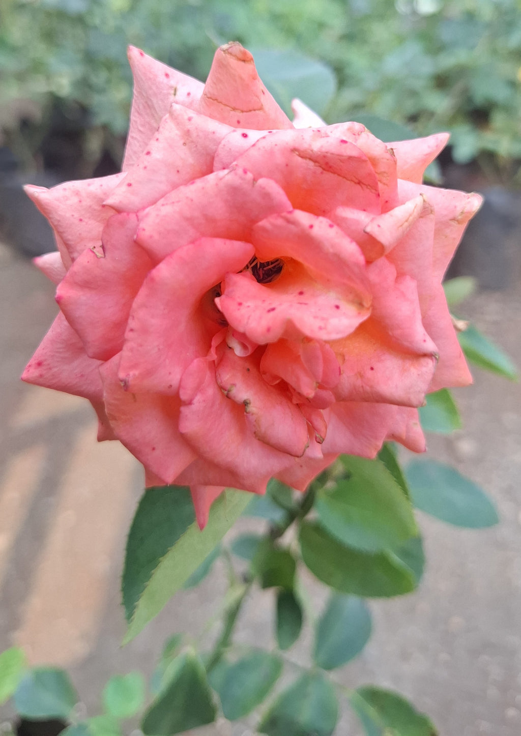 (3 piece) Red Rose, Peach/Coral Rose, and Pink Rose