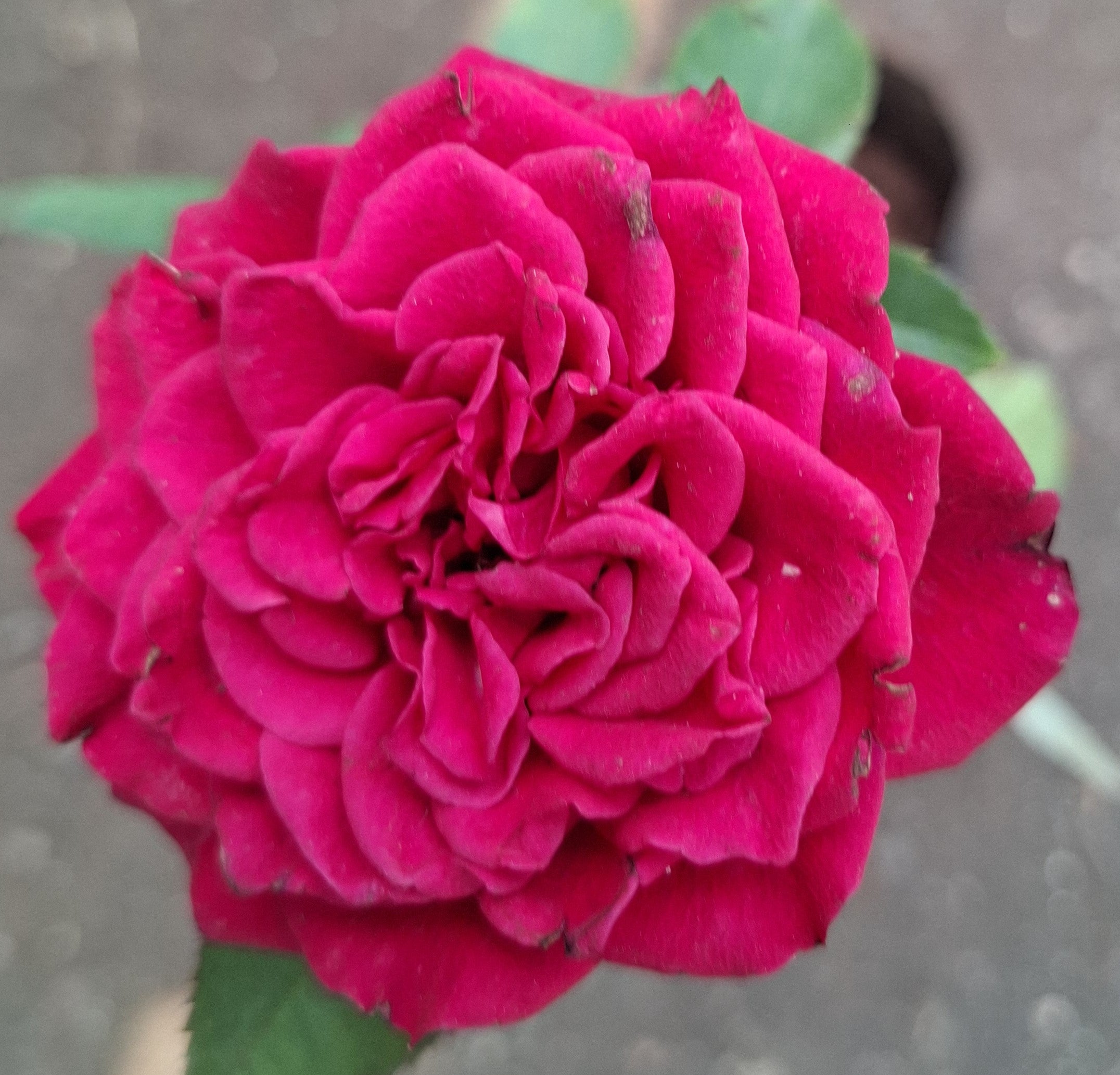 white rose and red rose (2 piece)