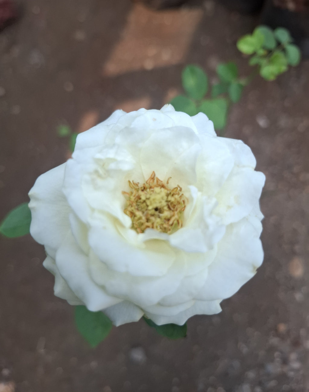 white rose and red rose (2 piece)