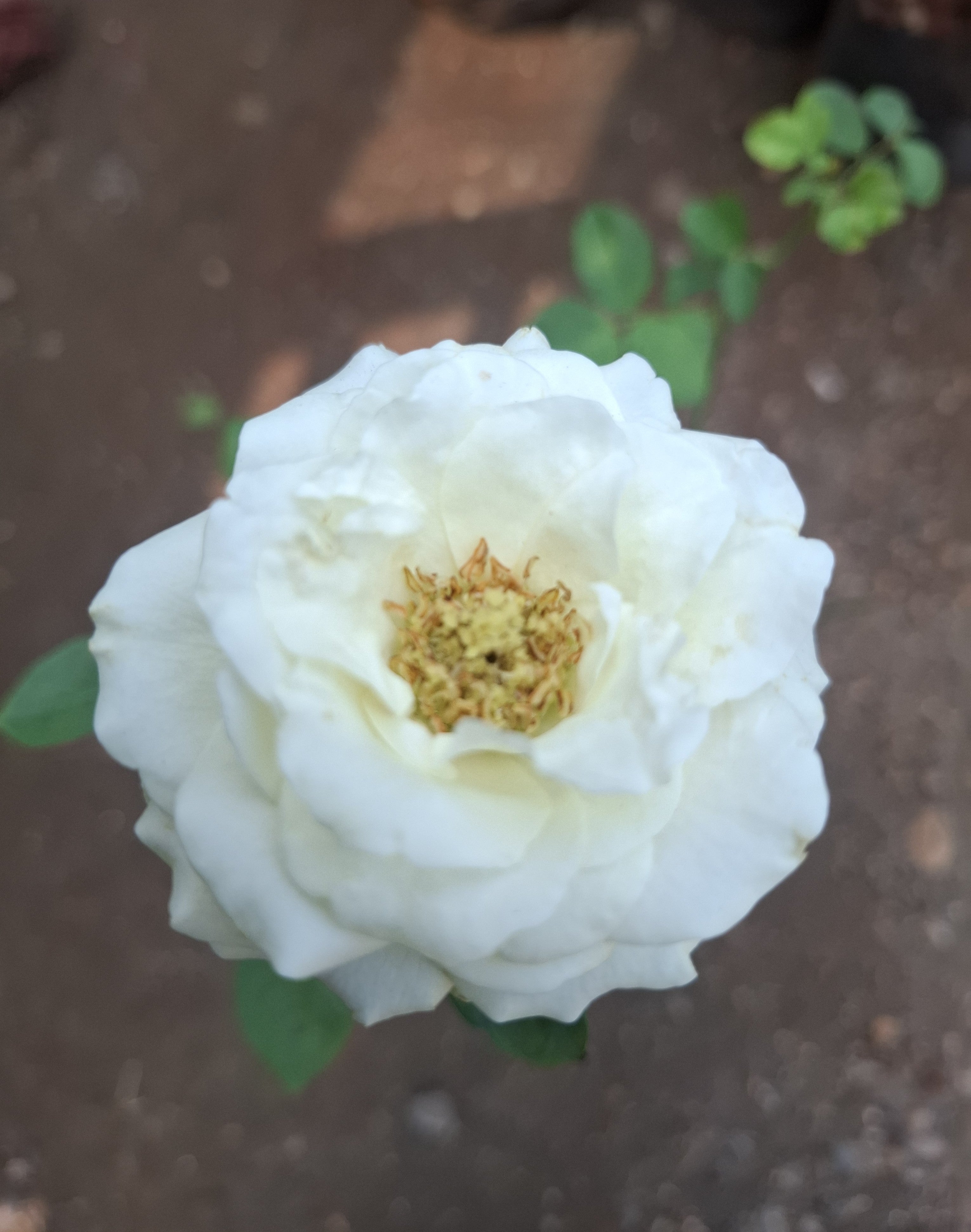 white rose and red rose (2 piece)